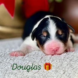 Douglas - Black tri-color male Aussiedoodle puppy in Burbank, Ohio from Berns & Doodles