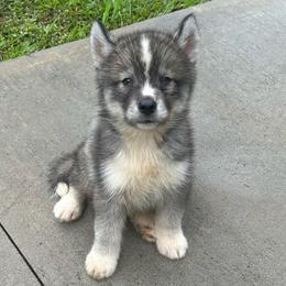 Creed - Gray and white male Siberian Husky puppy in Summerville, South Carolina from Carolina Husky Lodge