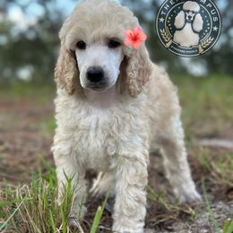 Lyra - Apricot female Poodle puppy in Spring Hills, Florida from The Olympus Standard Poodle