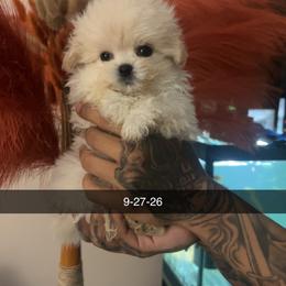 Kanto - White male Maltipoo puppy in Long Island, New York from Minipaws kennel