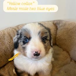 Yellow collar - Blue male Companion Cross puppy in Norco, California from JOY Farms