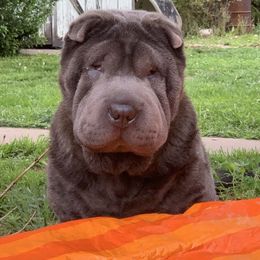 Elvis - Chinese Shar-Pei