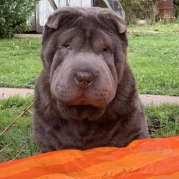 Elvis - Chinese Shar-Pei