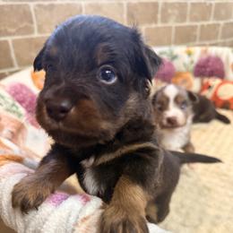 Raphael - Red tri male Miniature Australian Shepherd puppy in Buchanan, Georgia from Stanleyville Farm Mini Aussies