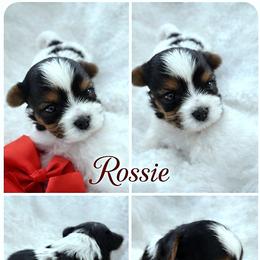 Biewer Terrier, Companion Cross, Maltipoo, Morkie, and Yorkshire Terrier Puppies from Puppy Boutique