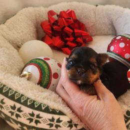 Oliver - Black and tan male Yorkshire Terrier puppy in Dallas, North Carolina from Mandy's Miracles
