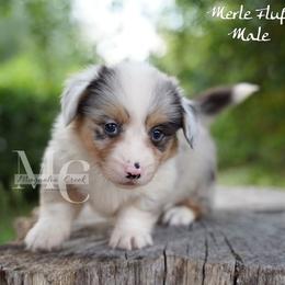 Tweed (Merle Fluff w Tail) - Blue merle and white male American Corgi puppy in Straughn, Alabama from Magnolia Creek Corgis