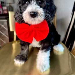 Orange - Tri-color male Bernedoodle puppy in Curtice, Ohio from The Pink Doghouse