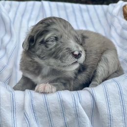 Aussiedoodles from Piperton Pups