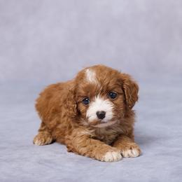 Sadie - Red female Cavapoo puppy in Apple Creek, Ohio from Grandeur Valley Puppies