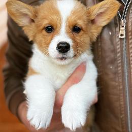 Pembroke Welsh Corgi Puppies from Gotta Chase Em All Corgis