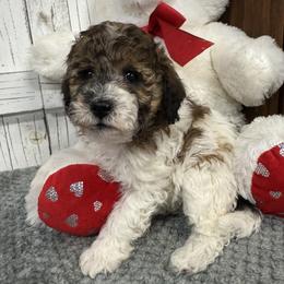 Chelsea's Orange Collar Girl 2150 - Sable female Goldendoodle puppy in Alvin, Texas from JP Southern Doodles