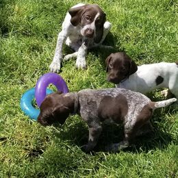 German Shorthaired Pointer Puppies from Calvert Kennels