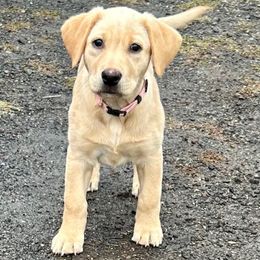 Pink - Yellow female Labrador Retriever puppy in Spokane, Washington from Learn's Labs