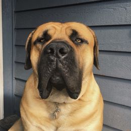 Boerboel All Grown Up from Cascade Boerboels