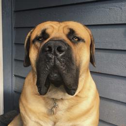 Boerboel All Grown Up from Cascade Boerboels