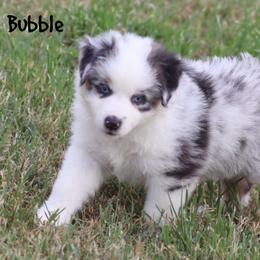 Bubble - Blue merle female Miniature Australian Shepherd puppy in Garden Plain, Kansas from Krazy K Aussies