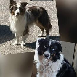 Australian Shepherd puppies from Sharon's Australian Shepherds