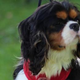 Cavalier King Charles Spaniels and Cavapoos from Waggin Tails