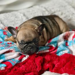 Bunkhouse Litter-Avery - Fawn female French Bulldog puppy in Kalispell, Montana from Grace & Grit Frenchies