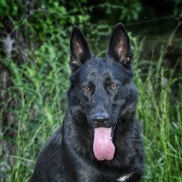 Lego - German Shepherd