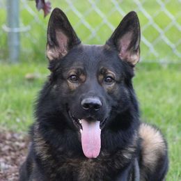 Anakin - German Shepherd