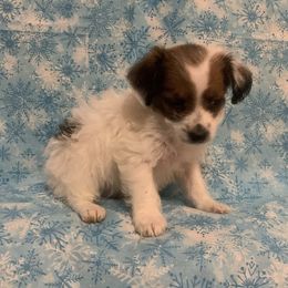 Companion Crosses, Morkies, and Yorkipoos from J&C Couture Pups