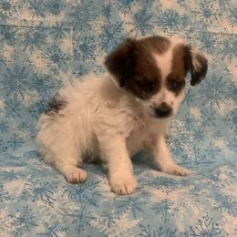 Companion Crosses, Morkies, and Yorkipoos from J&C Couture Pups