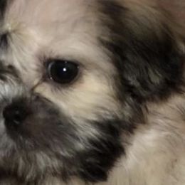 Shih Tzus from Shih Tzu Crue