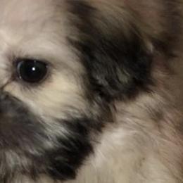 Shih Tzus from Shih Tzu Crue