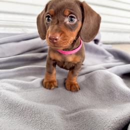 Dachshund Puppies from EB's Cajun Lil' Doxies