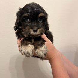 Caribbean - Tri-color female Australian Labradoodle puppy in Denton, Texas from Liberty Hill Labradoodles