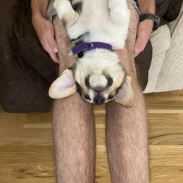 Labrador Retriever and Pembroke Welsh Corgi Puppies from Burress Family Farm and Kennels