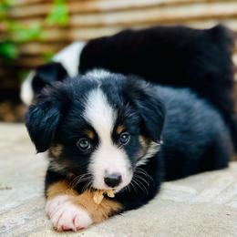 Casey - Black tri male Miniature Australian Shepherd puppy in Luling, Texas from Little Wood Toy and Mini Aussies