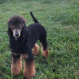 Azrael - Poodle