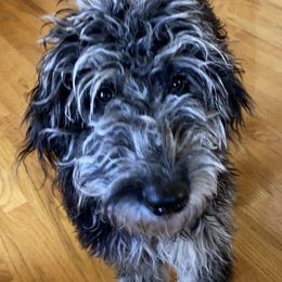 Gracie - Goldendoodle