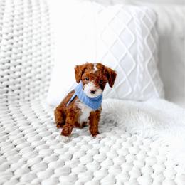 Jinu - Red  male Goldendoodle puppy in Springville, Utah from Happy Doodle