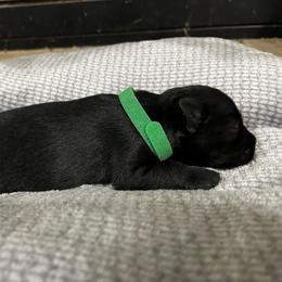 Baxter - Black male Miniature Schnauzer puppy in Dawson, Georgia from Faith Farm Miniature Schnauzers