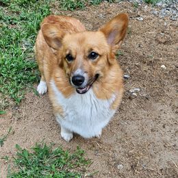 Charlotte - Pembroke Welsh Corgi