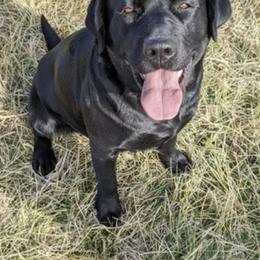 Harbor - Black female Labrador Retriever puppy in Spring Hill, Kansas from Black Hawk Labradors