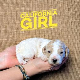 California - Parti female Goldendoodle puppy in Cambridge, Minnesota from Country Meadow Doodles