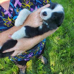 Dolly- Purple Collar - Black and white female Border Collie puppy in Chester, Vermont from Countryside Border Collies