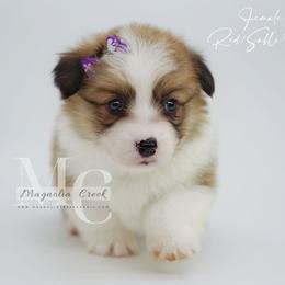 Cadence (RedSable 2) Fluff - Red female Pembroke Welsh Corgi puppy in Straughn, Alabama from Magnolia Creek Corgis