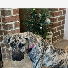 Female Magenta Collar - Silver female Perro de Presa Canario puppy in Madison, Ohio from Joshua's Perro de Presa Canario