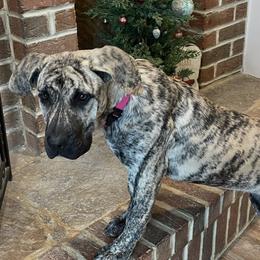 Female Magenta Collar - Silver female Perro de Presa Canario puppy in Madison, Ohio from Joshua's Perro de Presa Canario
