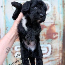 Grits English Teddybear - Black male Goldendoodle puppy in Grove, Oklahoma from Guinn Family Farms