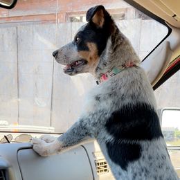 Marble - Australian Cattle Dog