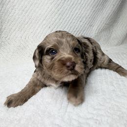 Mali - Brown white and tan female Cockapoo puppy in Queens, New York from The 2 Musketeers_Cockapoos