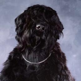 Bernese Mountain Dogs, Black Russian Terriers, and Golden Retrievers from Russias Royalty/Goldhaven Kennel