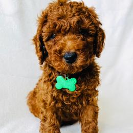 Rocco - Red  male Goldendoodle puppy in South Jordan, Utah from Wasatch Pup